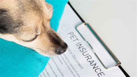 best pet insurance dallas tx